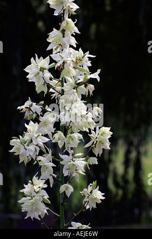 Flowering Spoonleaf Yucca - Adam`s Needle (Yucca filamentosa cultivar Schneetanne) Stock Photo
